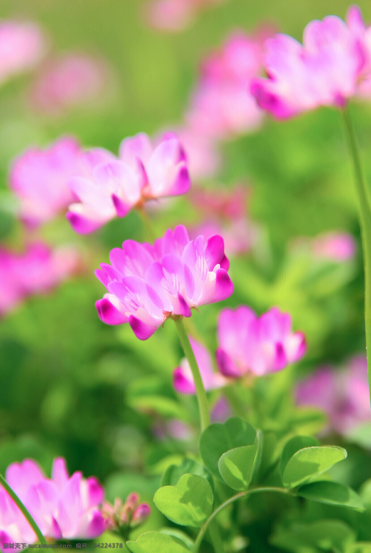 紫云英 花朵 一朵紫云英 花丛 花草 生物世界