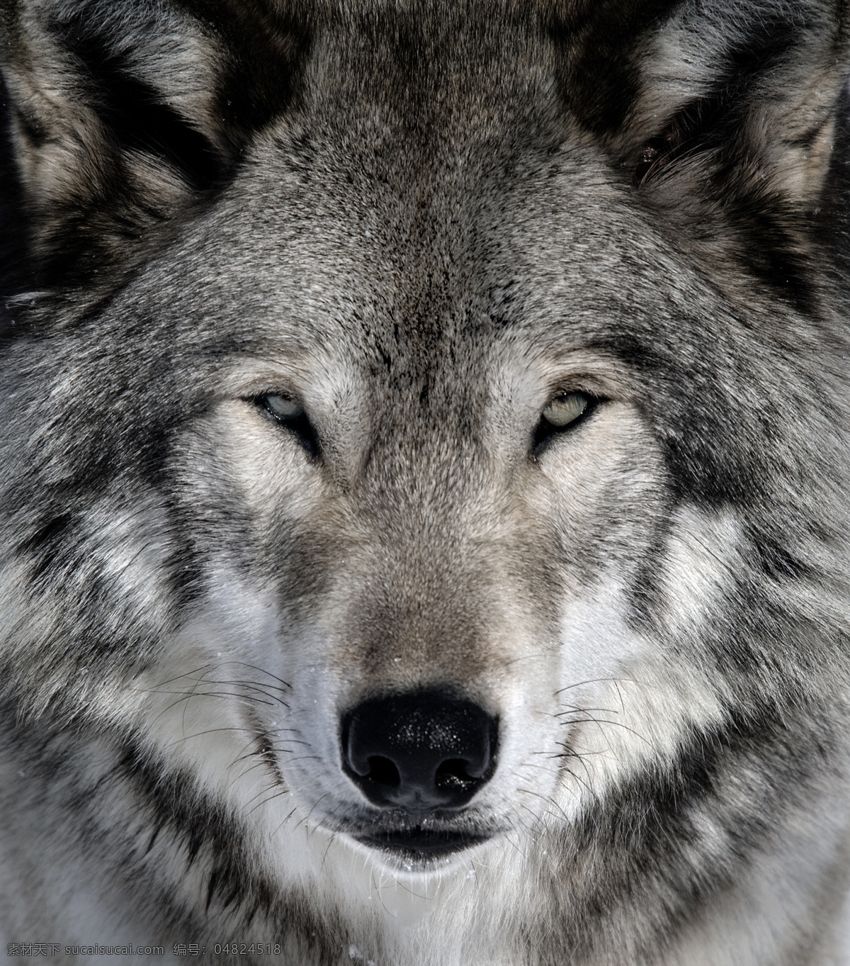 狼 凶猛 狼头 写真 高清 自然动物 动物写真 凶猛的狼 狼图片素材 高清图片