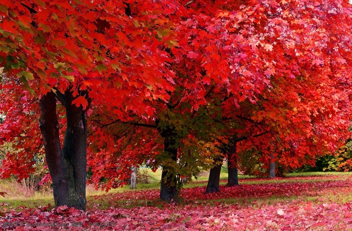 秋天红叶 秋天红色枫树 枫叶 落叶 红色树叶 公园 自然风光 秋天 大树 红叶 树木树叶 生物世界 自然景观 自然风景