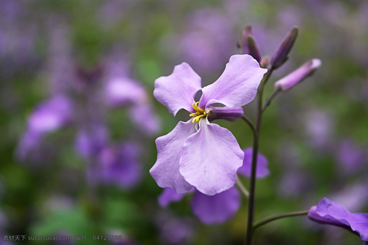 二月兰 诸葛菜 十字花科 蓝紫色花 草本 生物世界 花草