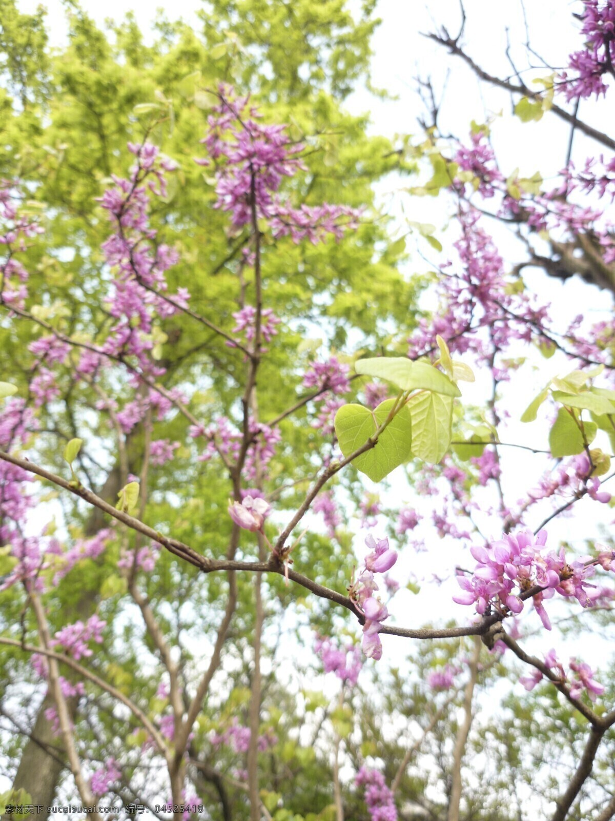 丁香花 春天的花 花草 花朵 郊游 生物世界 树枝 psd源文件