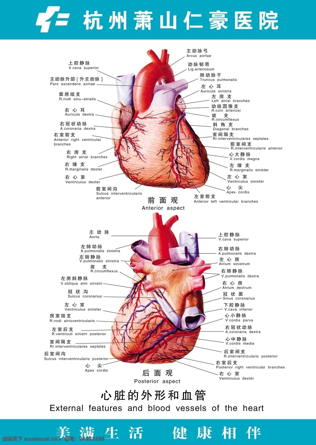 医疗 人体 科室 挂图 分层 psd源文件 骨架 器官 人体器官图 医院 医院医疗 人体科室挂图 心脏 外形 血管 结构图 图