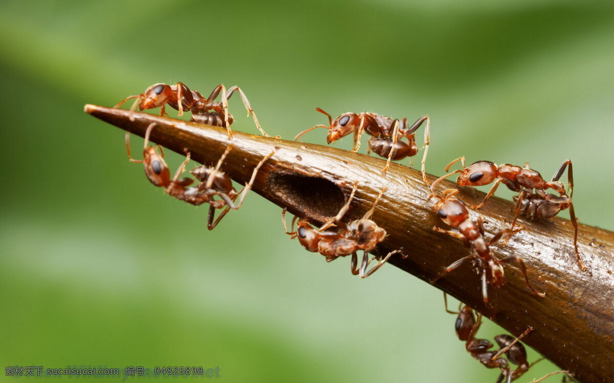 蚂蚁 红蚂蚁 蚂蚁图片 蚂蚁照片 昆虫 生物世界