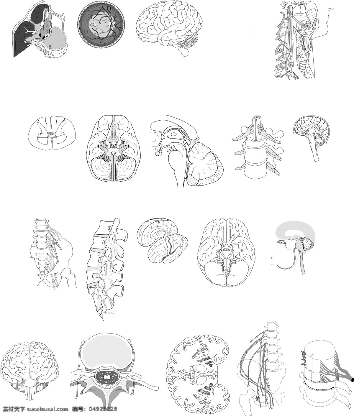 大脑神经 大脑 神经 脊髓 龙骨 头部 医疗保健 生活百科 矢量