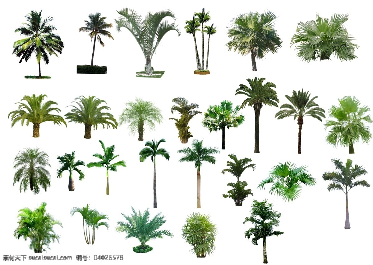 棕榈 植物 ps ps素材 园林景观
