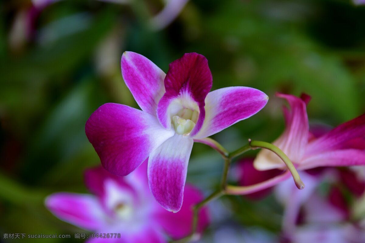 兰花 兰科 花卉 单子叶植物纲 百合亚纲 花草 生物世界