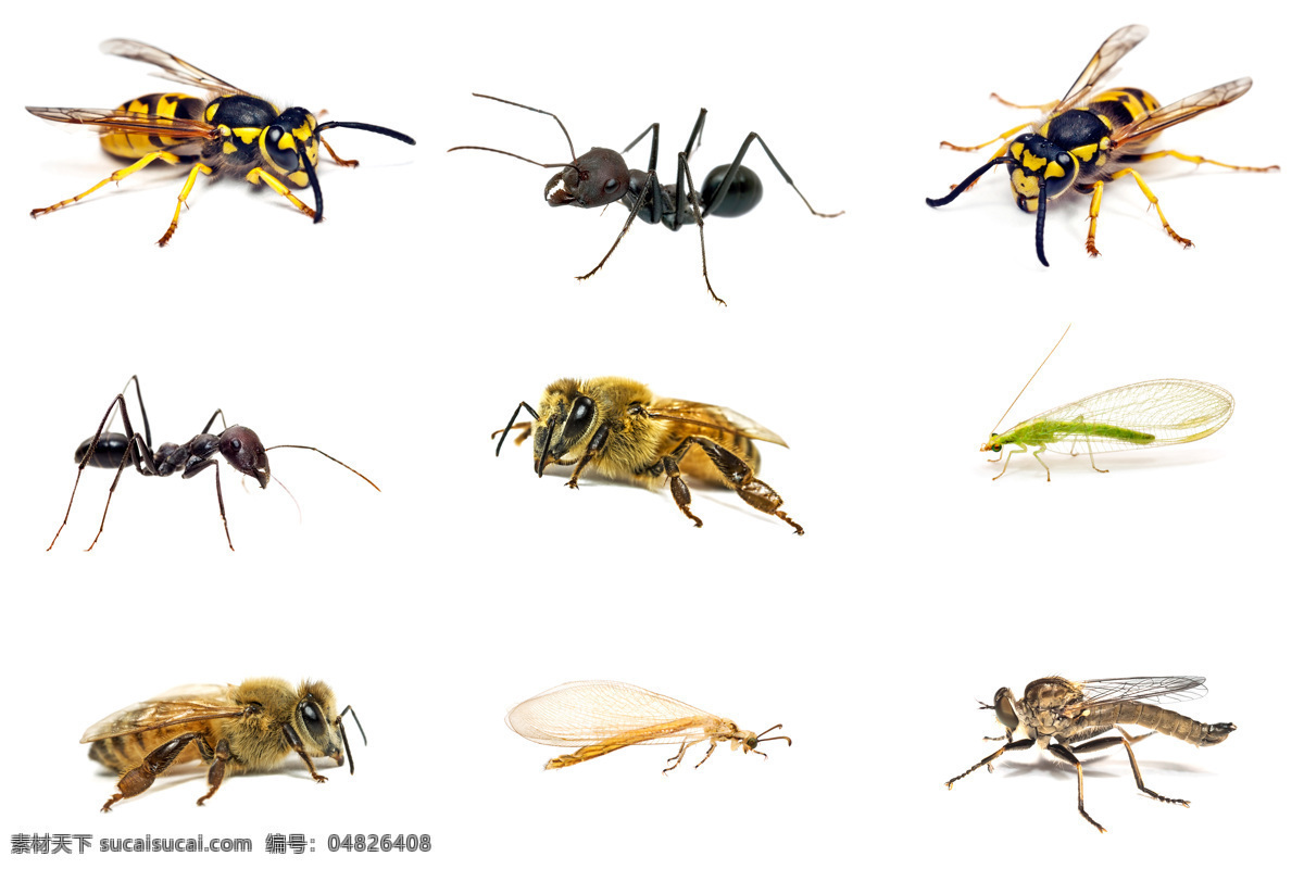 各种 小 昆虫 大黄蜂 豆娘 蚊子 蚂蚁 蜂蜜 动物摄影 动物世界 动物昆虫 昆虫世界 生物世界