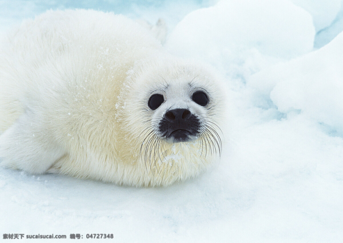 雪地上的海狮 动物世界 生物世界 海豹 海狮 雪地 水中生物 白色