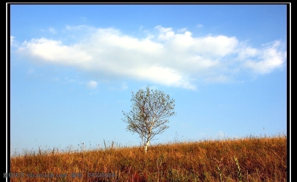 坝上风光 坝上 蓝天 白云 一望无际 独木 荒草地 旅游摄影 自然风景