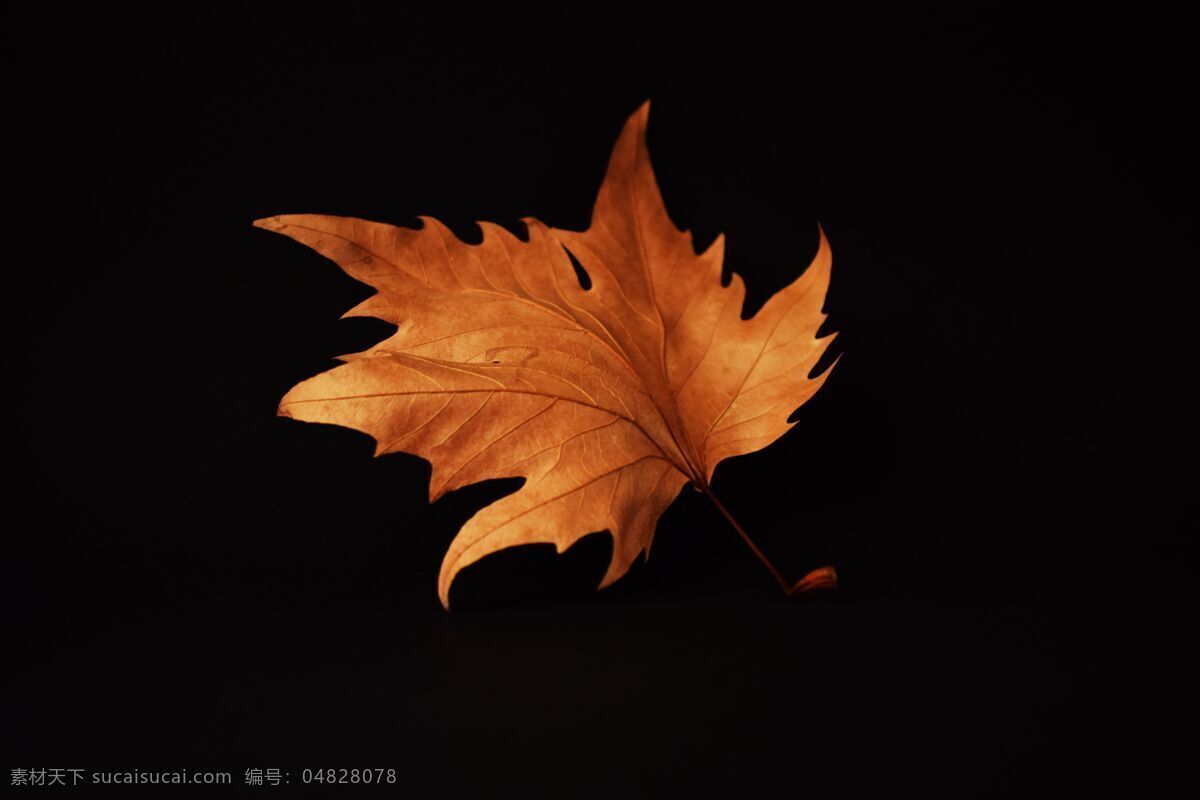 枯树叶图片 枯树叶 棕色 秋景 微距树叶 植物 摄影作品 生物世界 树木树叶