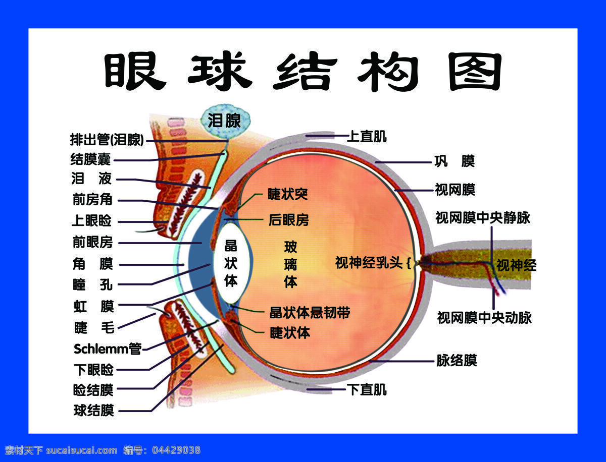 眼球结构图 好视力眼贴 好视力 眼贴 眼睛 眼科 眼镜 设计类图
