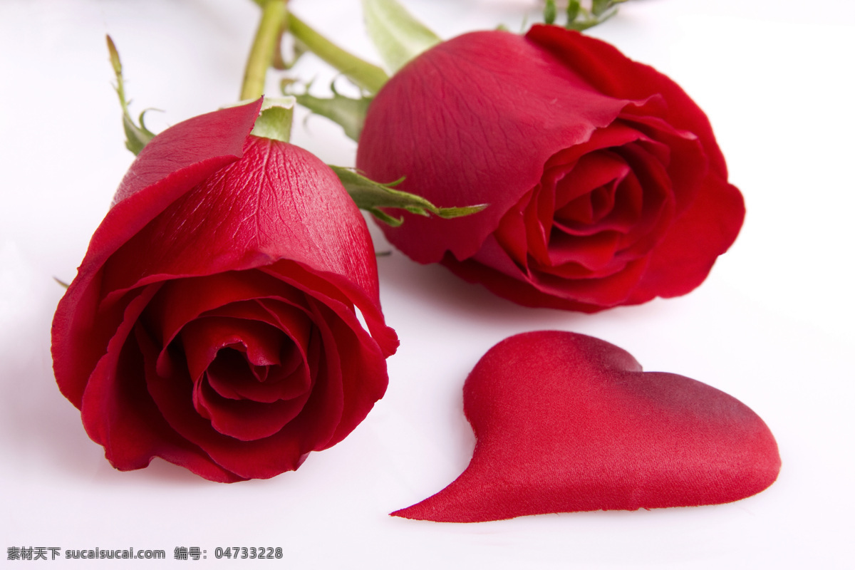 玫瑰花 花朵 情人节 爱情 玫瑰花束 红色玫瑰花 鲜花 美丽的玫瑰花 花瓣 玫瑰花图片 排成 心形 花草树木 生物世界 白色