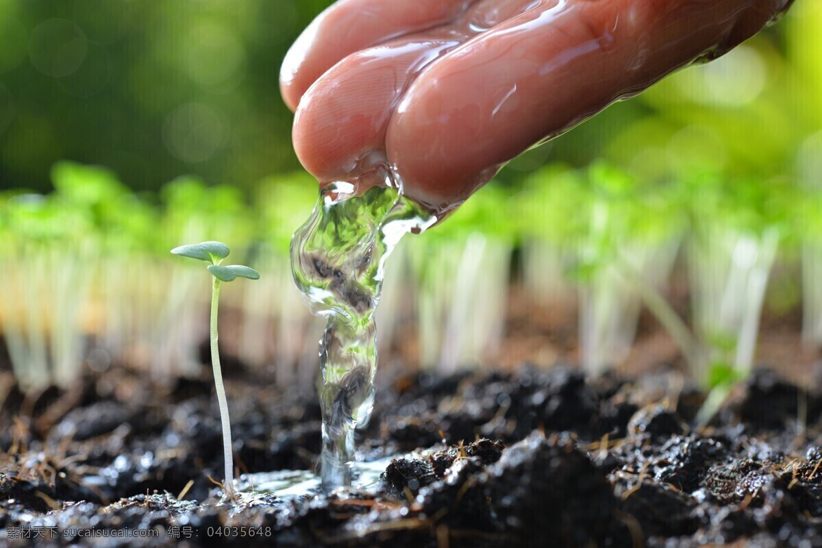 手捧幼苗图片 手捧幼苗 嫩芽 树苗 土壤 浇水 呵护 自然 幼苗 手捧植物 文化艺术