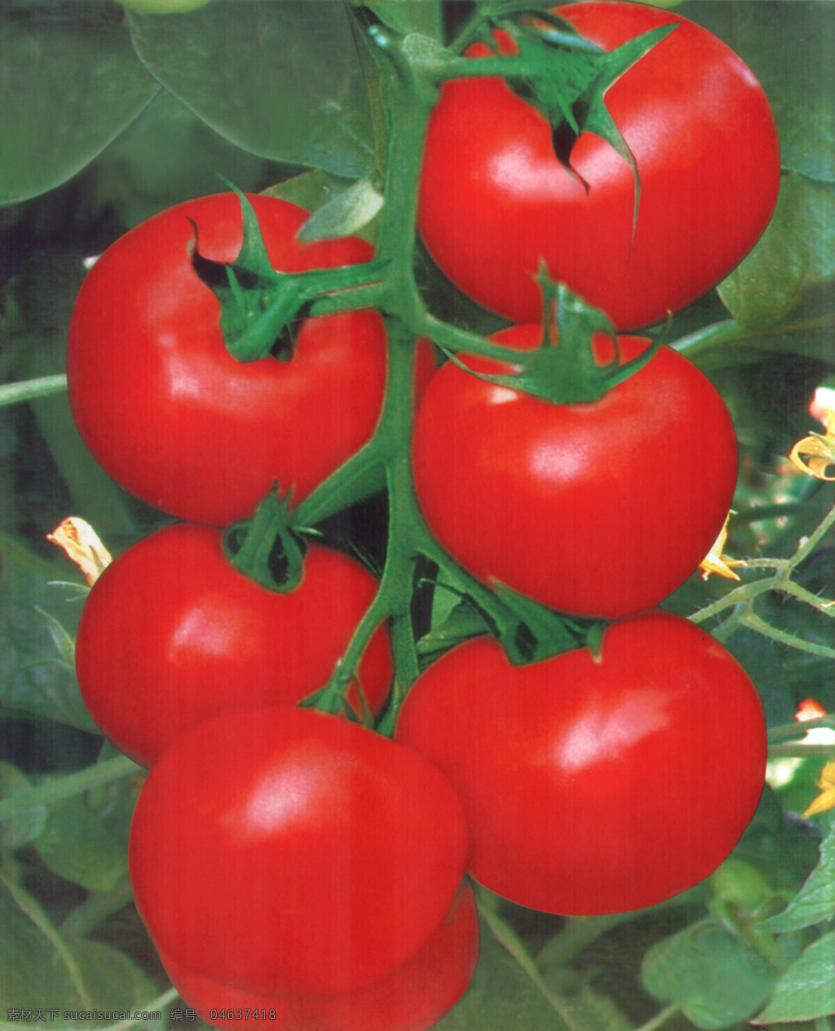 大红番茄 大红 西红柿 种子包装 红果番茄图片 蔬菜照片 生物世界 蔬菜