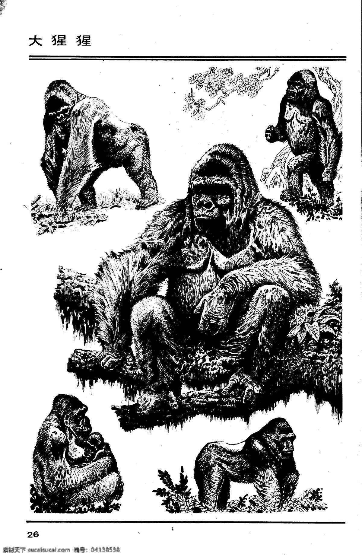 百兽图26 大猩猩 百兽 兽 家禽 猛兽 动物 白描 线描 绘画 美术 禽兽 野生动物 猴 猴子 画兽谱 猩猩 金刚 生物世界 设计图库