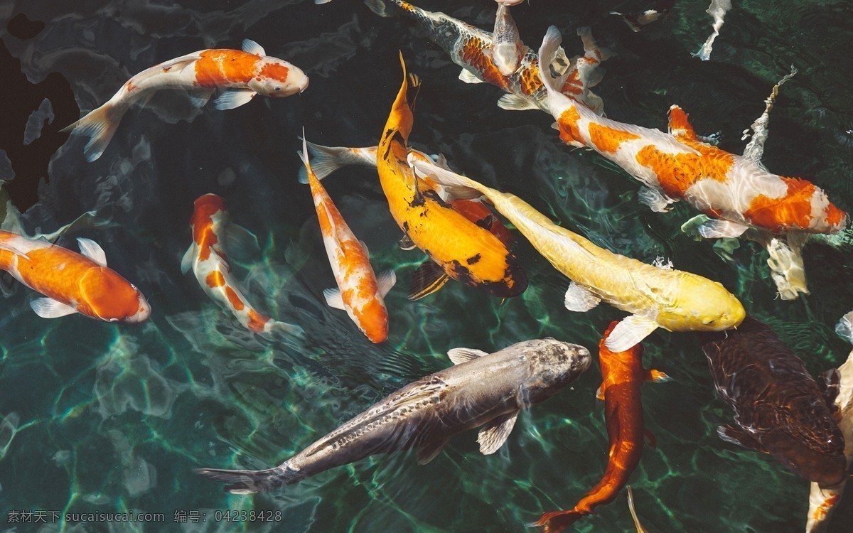 锦鲤 鱼类 原创 动物 生物世界 金鱼 丑鱼 鲤鱼 装饰画 玄关画 壁画 壁纸