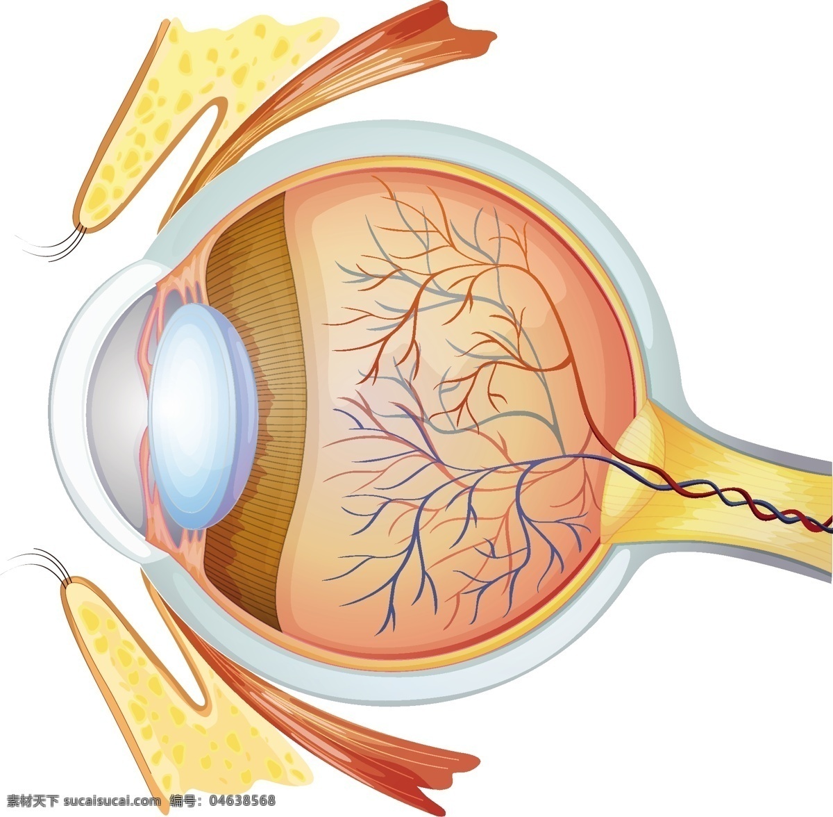 眼球 眼 眼珠 瞳孔 视网膜 3d器官 眼部结构 人体器官 人体研究 医学器官 人体解剖 医学器官图鉴 医疗护理 现代科技 医疗保健 生活百科 矢量
