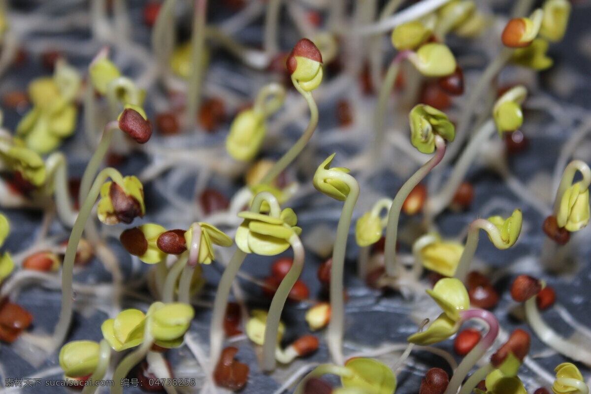 萝卜 芽 苗 生物世界 蔬菜 萝卜芽苗 芽苗 芽苗菜 蔬菜世界 风景 生活 旅游餐饮