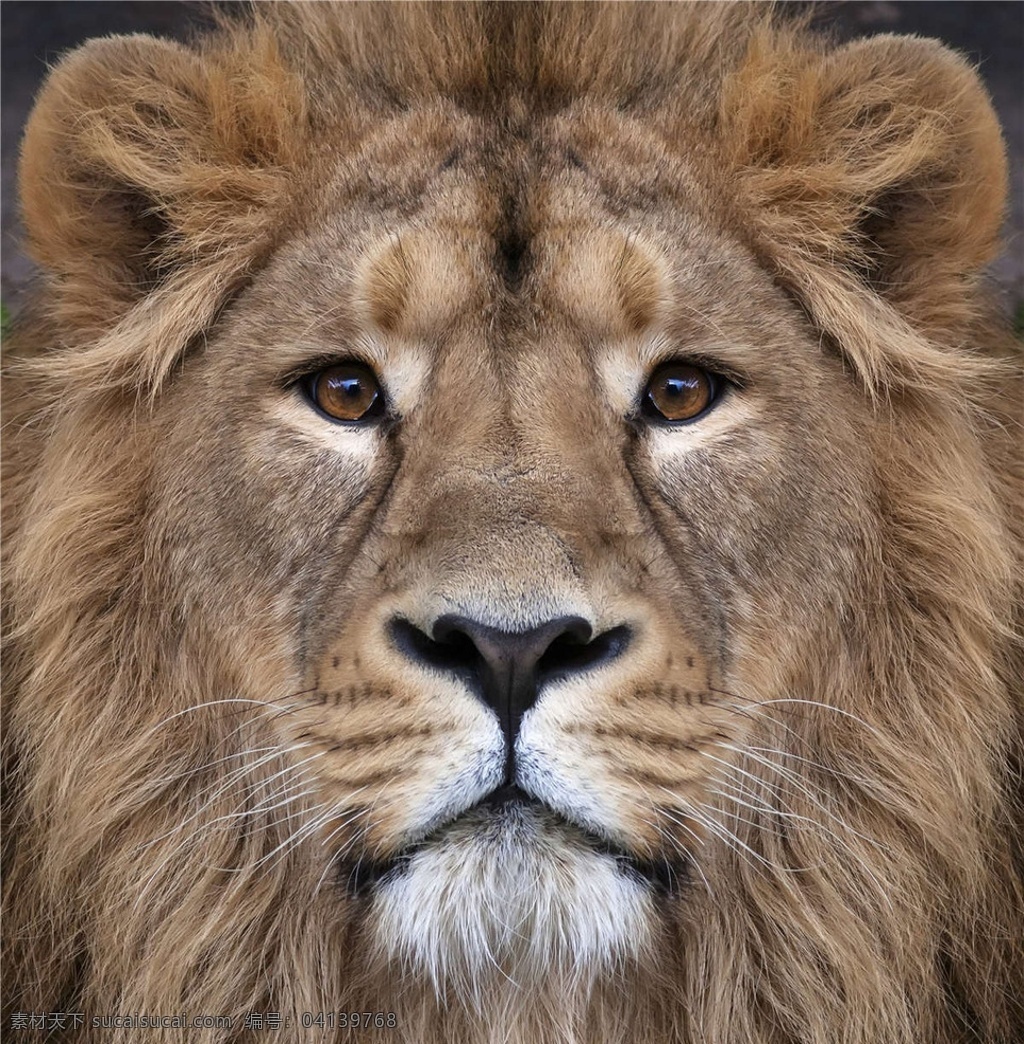 狮子 雄狮 狮子王 森林之王 lion 公狮子 野生动物 生物世界