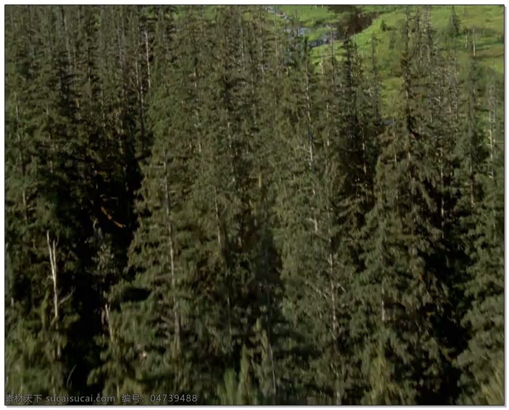 航拍 风景 视频 高清视频素材 视频素材 动态视频素材 树木 森林 植被