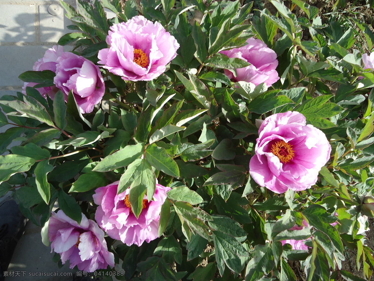 牡丹 春天 国色天香 花 花草 三月 生物世界 psd源文件