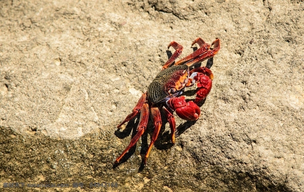 沙滩 红蟹 小个 通红 螃蟹 食材 海报 名片