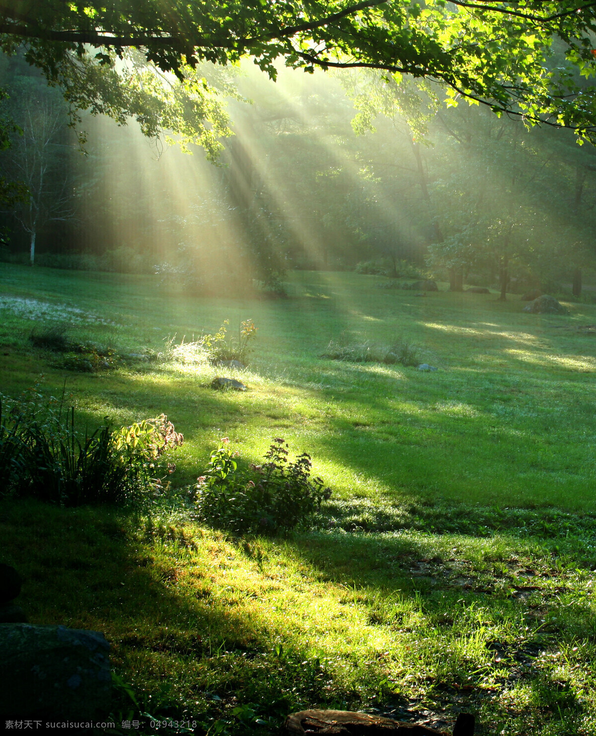 阳光 透过 树叶 草地 上 光线 树 树林 自然风景 自然景观 黑色