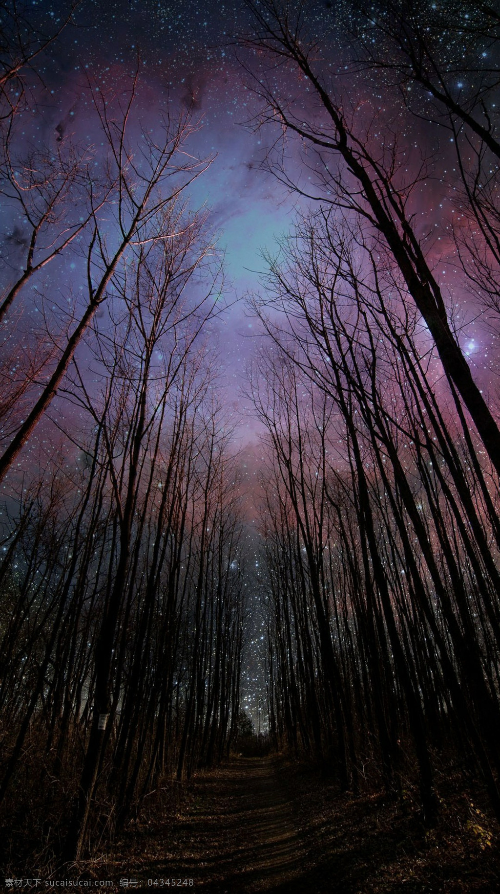 星空 指引 前进 道路 树林 小道 星星 风景图 自然景观 自然风光