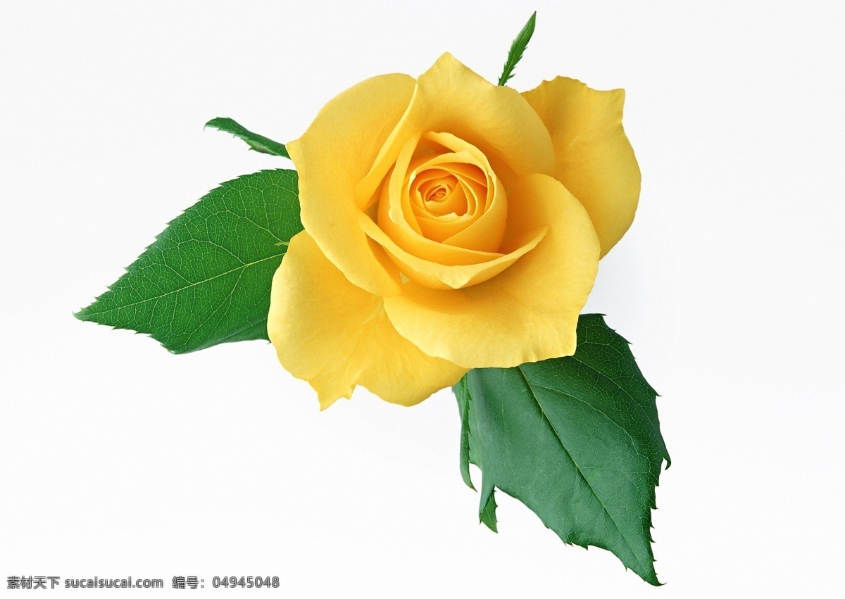 黄玫瑰花 黄色花朵 玫瑰花 黄玫瑰 玫瑰 鲜花 唯美花朵