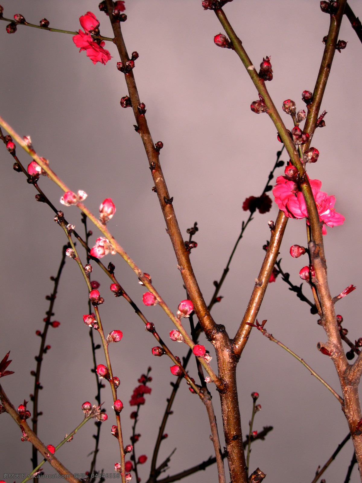 春天 粉色花 花草 花卉 花蕾 花枝 腊梅 梅花 含苞待放 树枝 枝头 冰花 生物世界