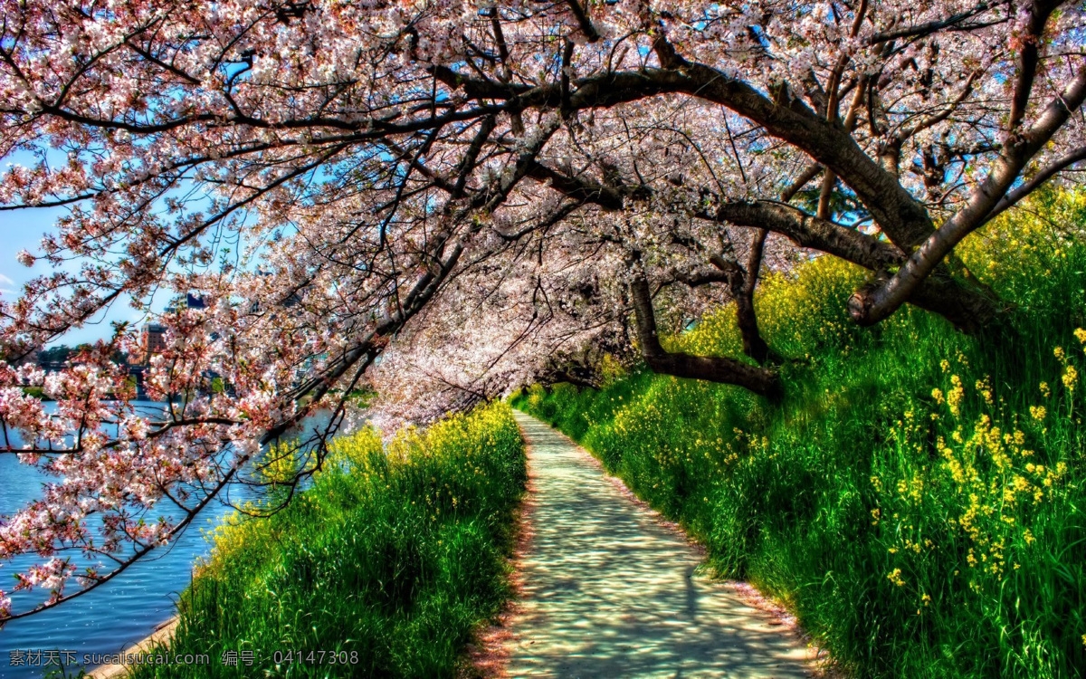 春天 桃花 春天桃花 风景 浪漫 美丽风景 小路 自然风景 自然景观 psd源文件