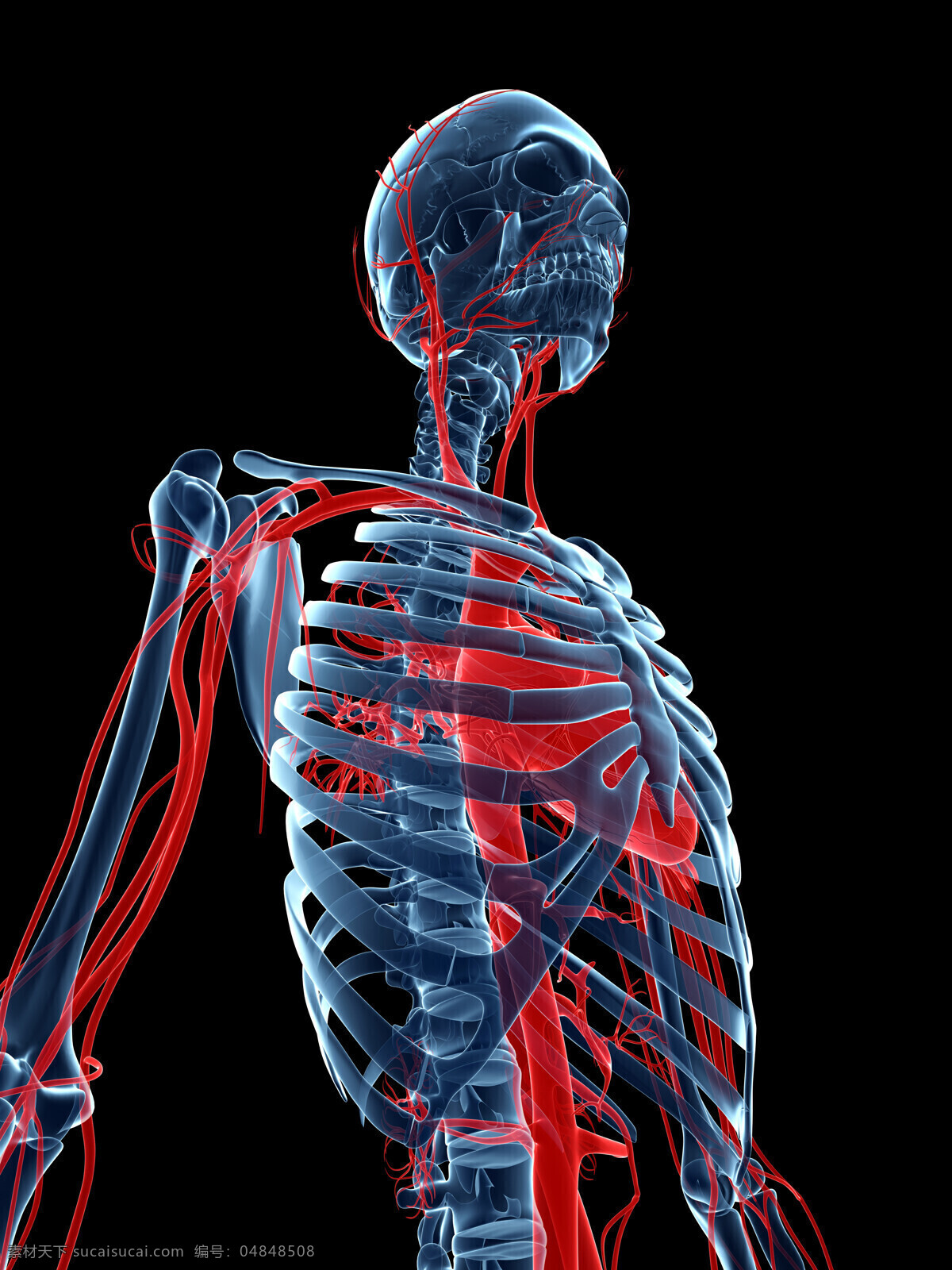 人体 骨骼 血管 人体器官 人体模型 医疗护理 现代科技