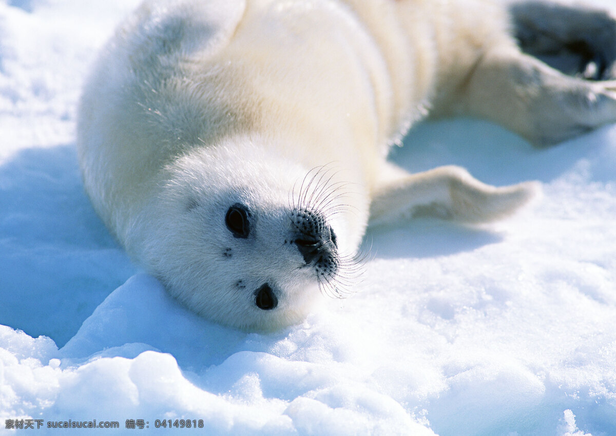 雪地上的海豹 动物世界 生物世界 野生动物 海豹 水中生物 白色