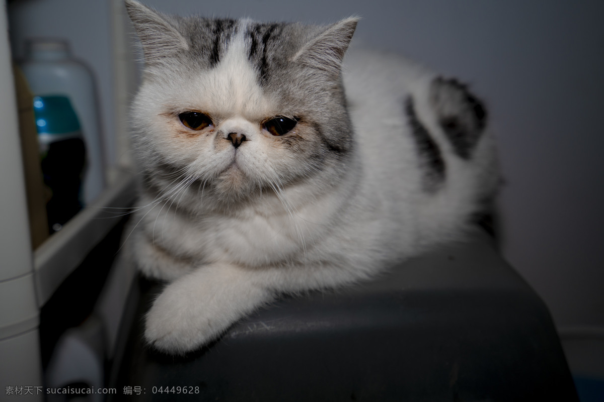 可爱 小猫 商业摄影 猫咪 加菲 加菲猫 白猫 商业