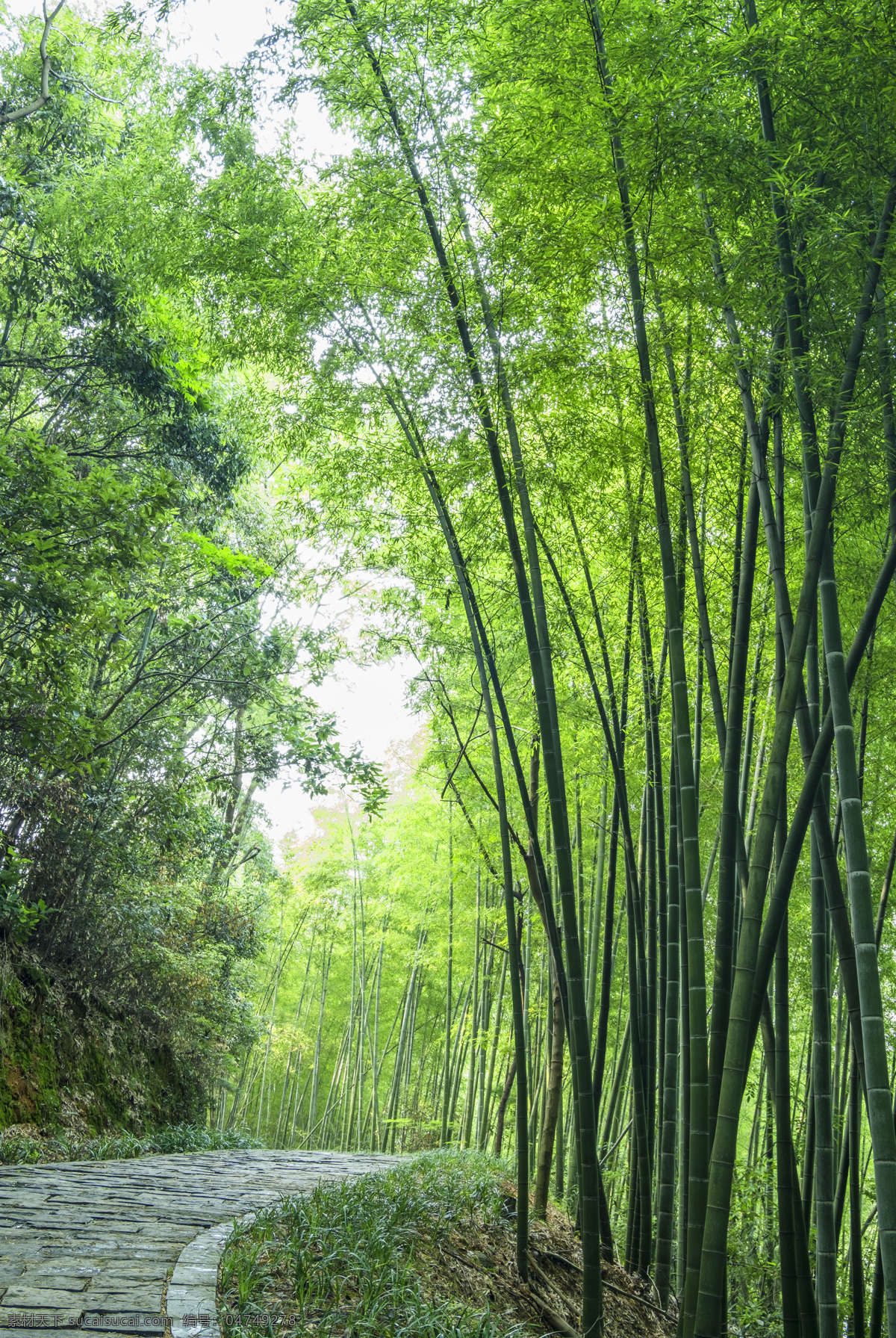 楠竹之乡 竹 竹子 竹叶 楠竹林 楠竹 毛竹 南竹茅竹 毛竹林 竹子特写 竹子竹林 生物世界 树木树叶