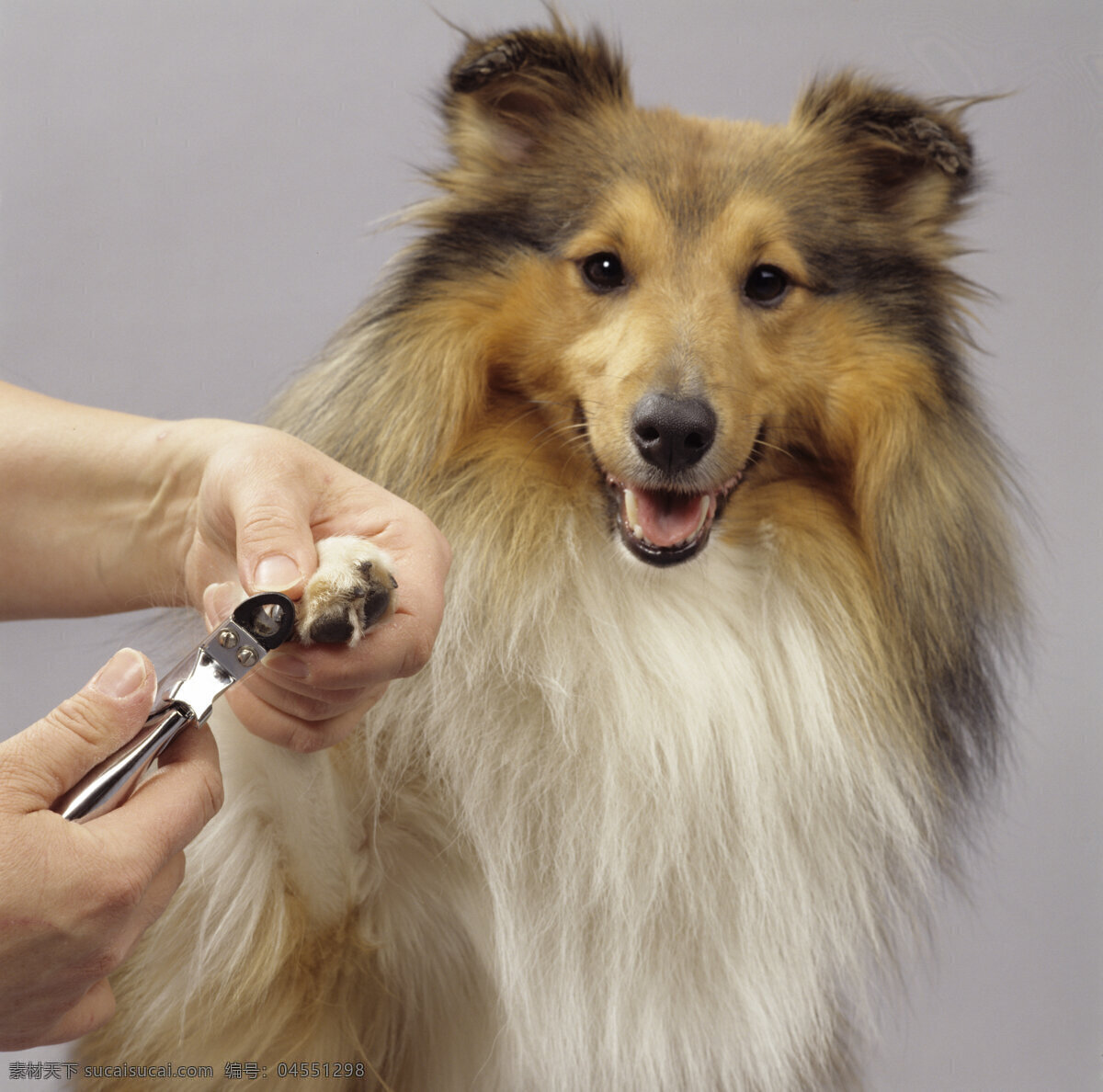 可爱宠物狗 宠物 可爱 小狗 名犬 动物世界 摄影图 陆地动物 生物世界 灰色