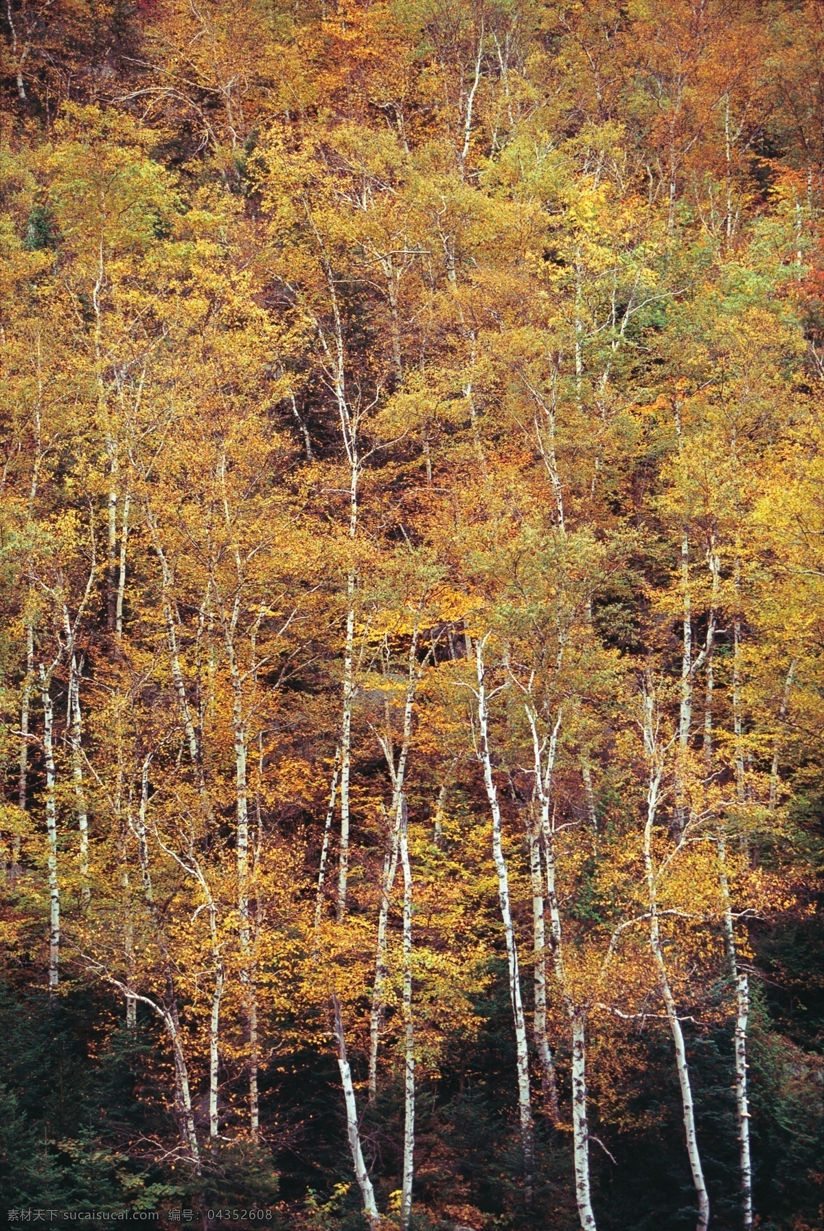 秋天 树林 风景 树木风景 枫树 黄叶 枫叶 美景 美丽风景 摄影图 高清图片 花草树木 生物世界 黑色