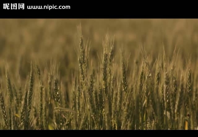 小麦 成熟 特写 视频 农业视频 麦田视频 小麦成熟视频 小麦成长视频 农田视频 农业背景视频 小麦视频 小麦特写 视频素材 多媒体设计 源文件 avi