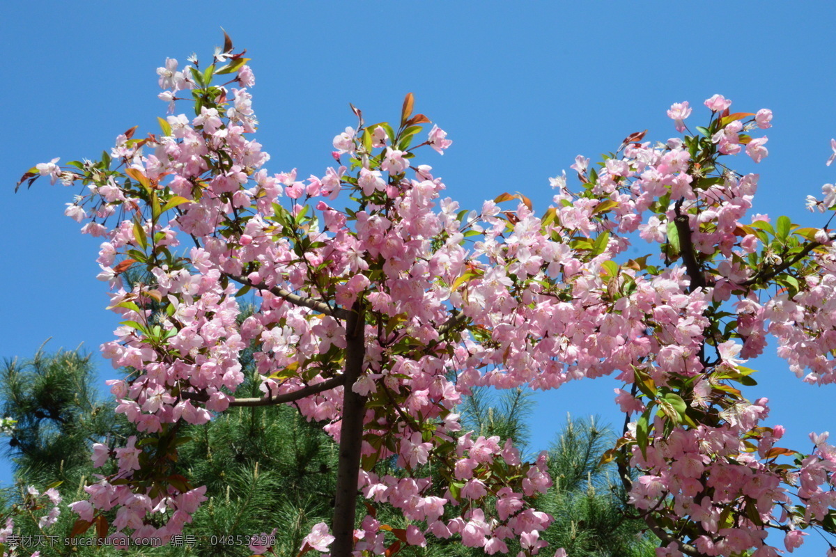 樱花 满园春色 花枝 玉渊潭樱花节 玉渊潭春色 树干 花朵 春色 花卉 花儿 花骨朵 花草 树枝 枝叶 园林景观 绿化景观 生物世界