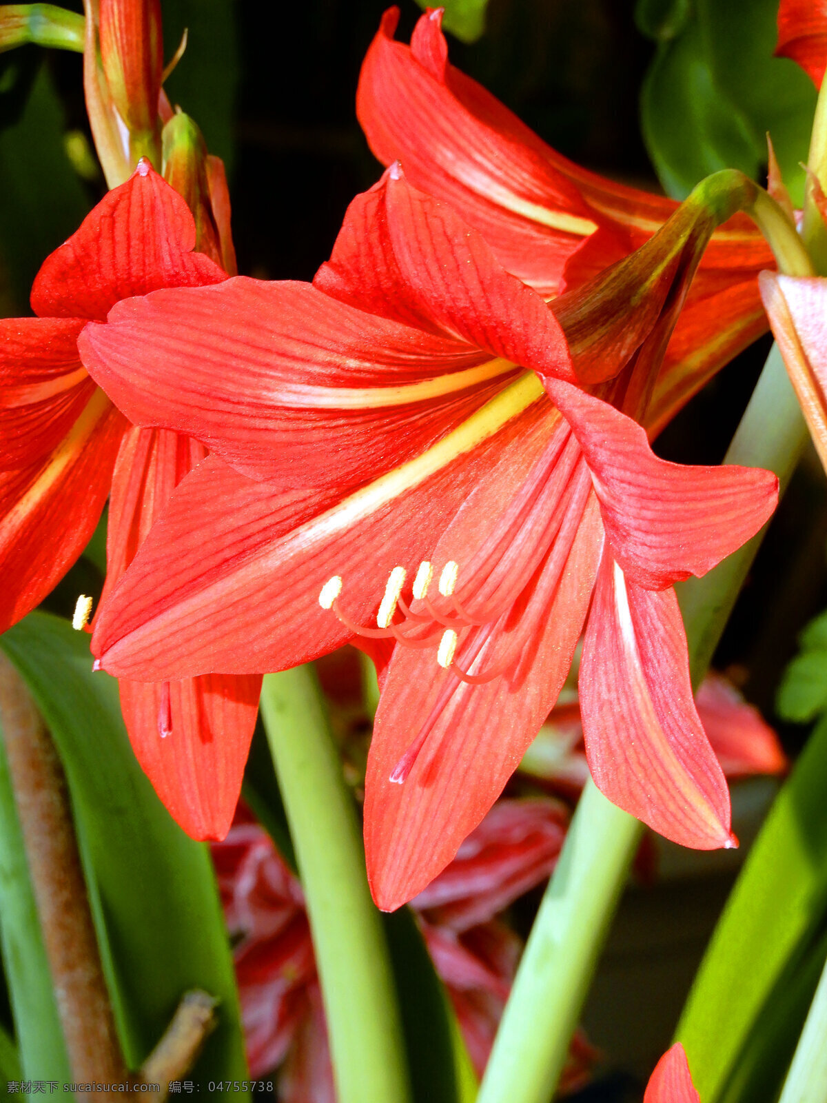 朱顶红 花朵 鲜花 花瓣 花蕊 红色 盛开 鲜艳 生物世界 花草