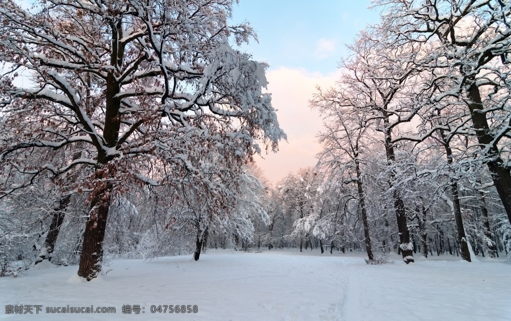 雪景 森林 树林 雪松 树木 冬天公园 白雪 冬季风光 雪地 自然风景 自然景观