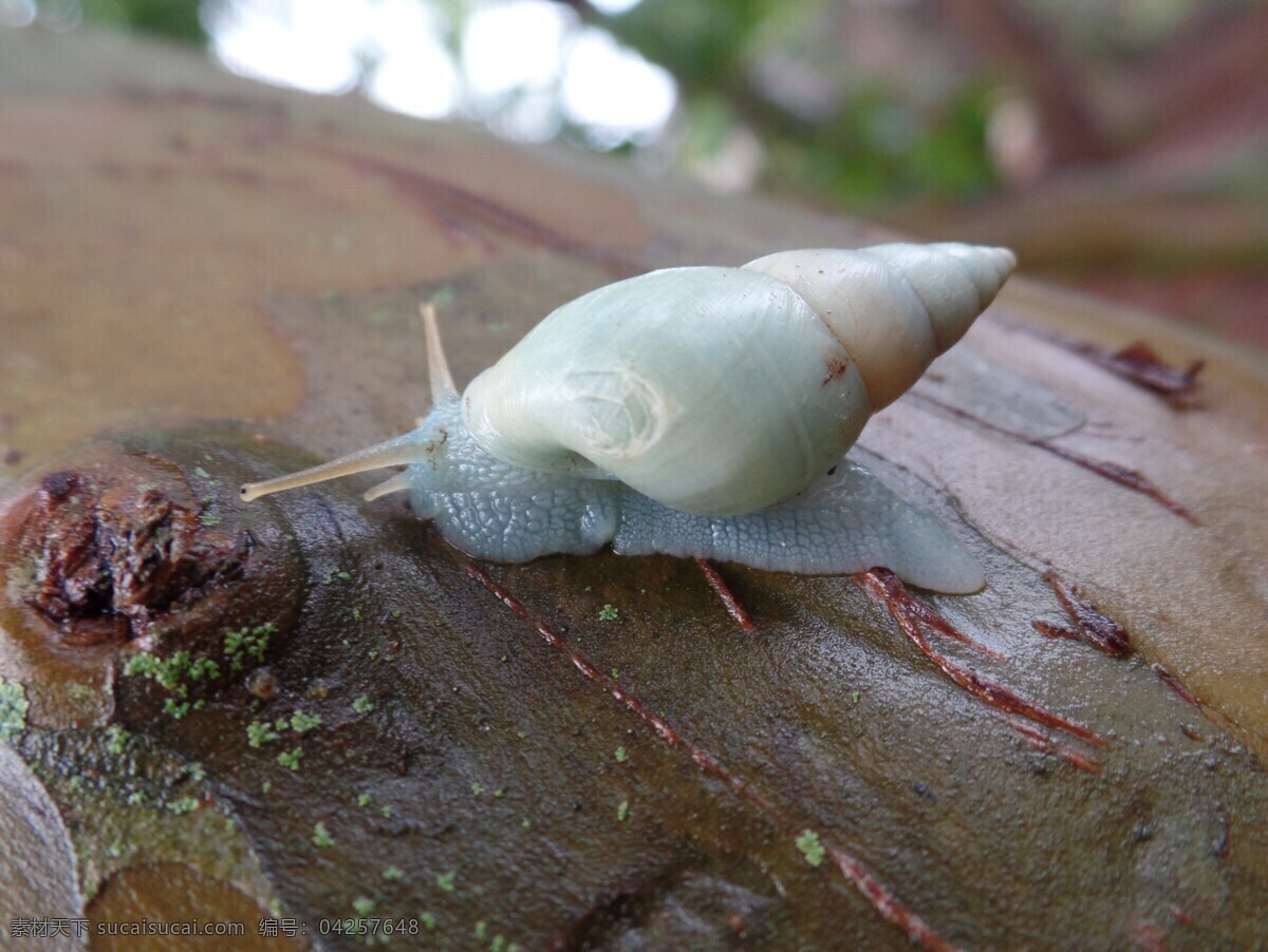 蜗牛 小蜗牛 白色蜗牛 可爱蜗牛 驼包蜒蚰 陆生 软体动物 蜗牛壳 爬虫 小昆虫 昆虫 动物 生物世界