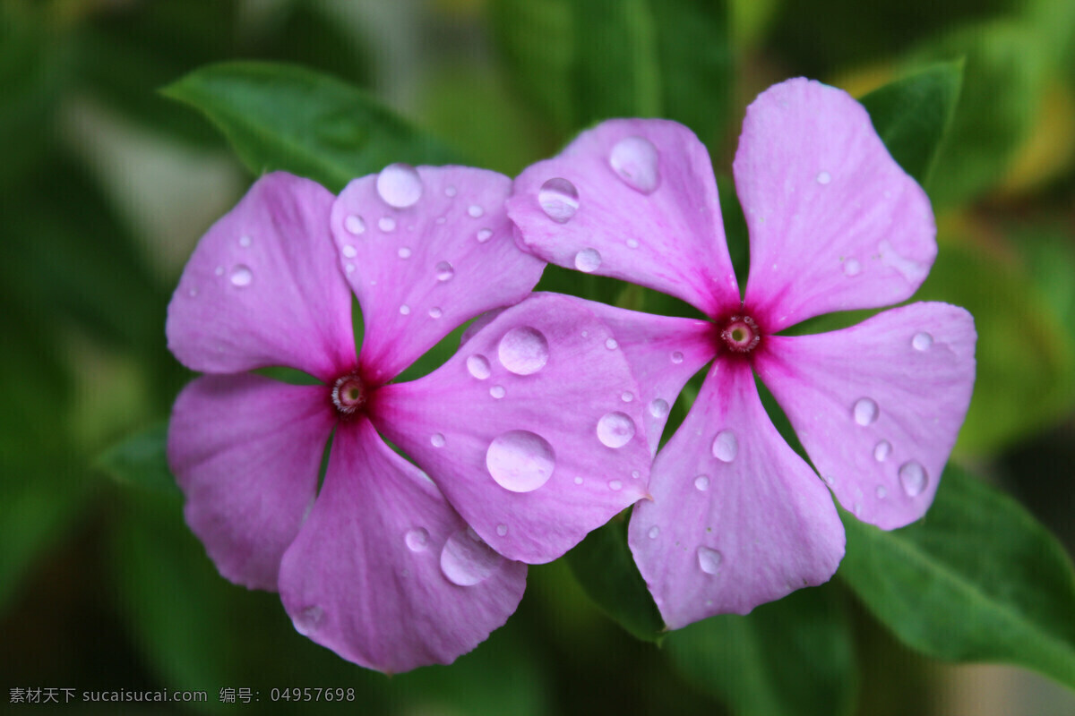 长春花 长春 花花 五瓣花 自然景观 花草 生物世界