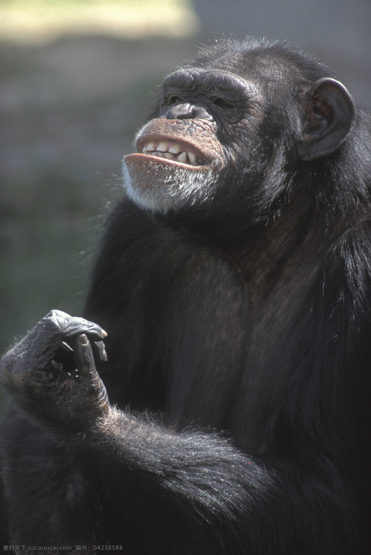 黑 大猩猩 黑猩猩 野生动物 动物世界 摄影图 陆地动物 生物世界