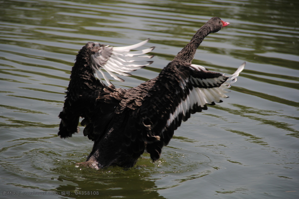 天鹅 黑天鹅 动物 湖水 天鹅湖 生物世界 家禽家畜 黑色