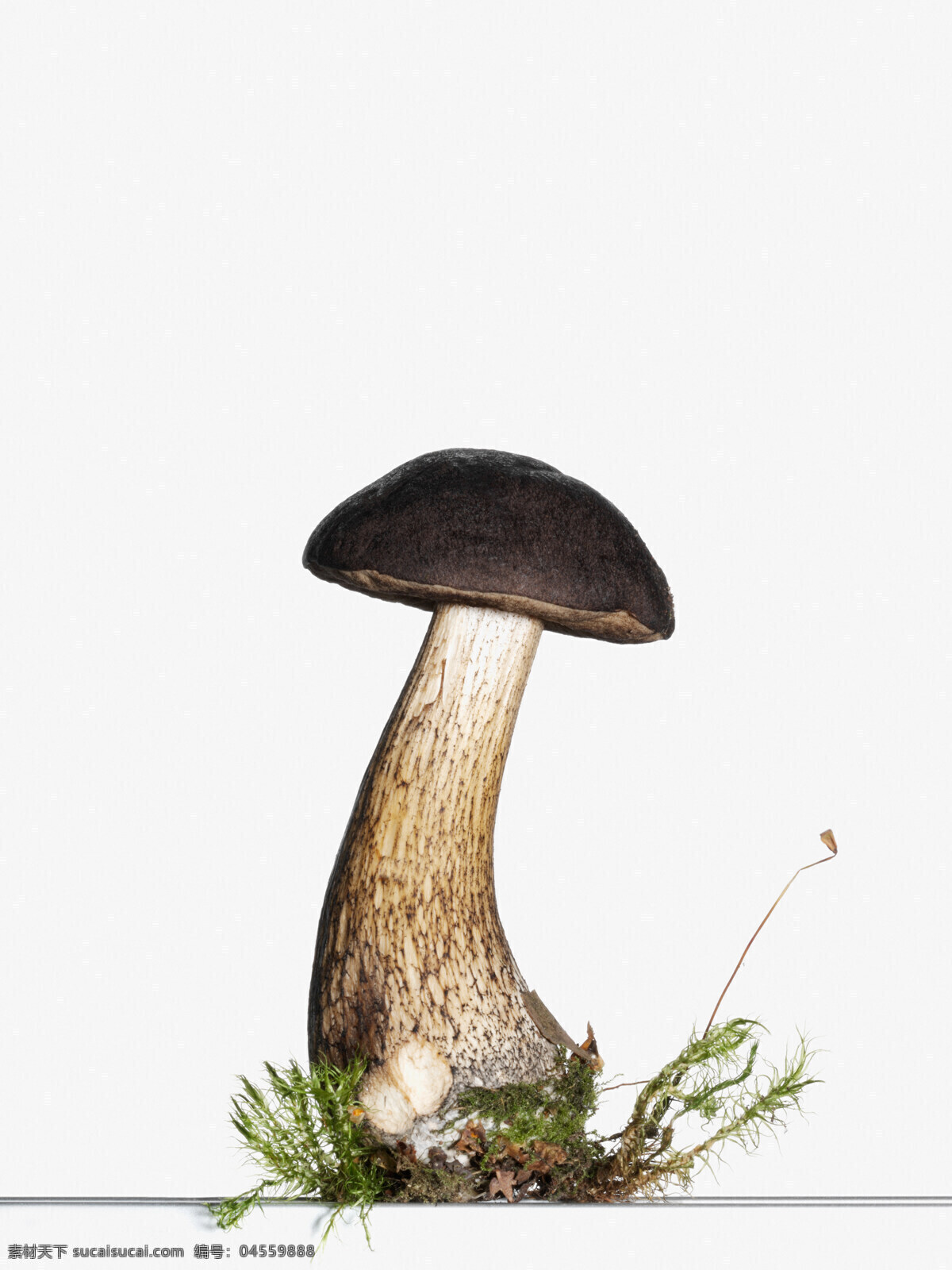 蘑菇 草菇 食用菌 野生菌 香菇 生物世界 花草