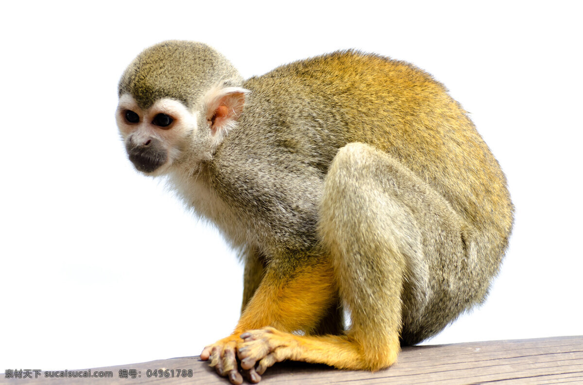 松鼠猴 哥伦比亚亚种 亚马逊亚种 巴西亚种 灵长目 卷尾猴 猴 猴子 猴科 动物 小鸟 鱼类 生物世界 野生动物