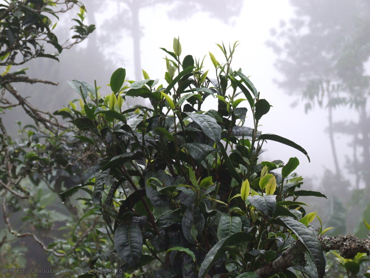 嫩芽 普洱茶 茶叶 茶嫩芽 茶树 自然景观 田园风光 摄影图库