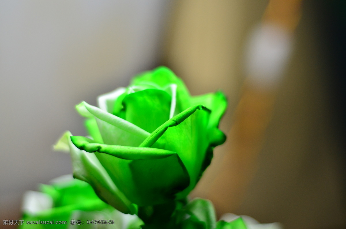 绿玫瑰高清 绿玫瑰花 绿 玫瑰 唯美 壁纸 绿色花朵 唯美花朵 花朵