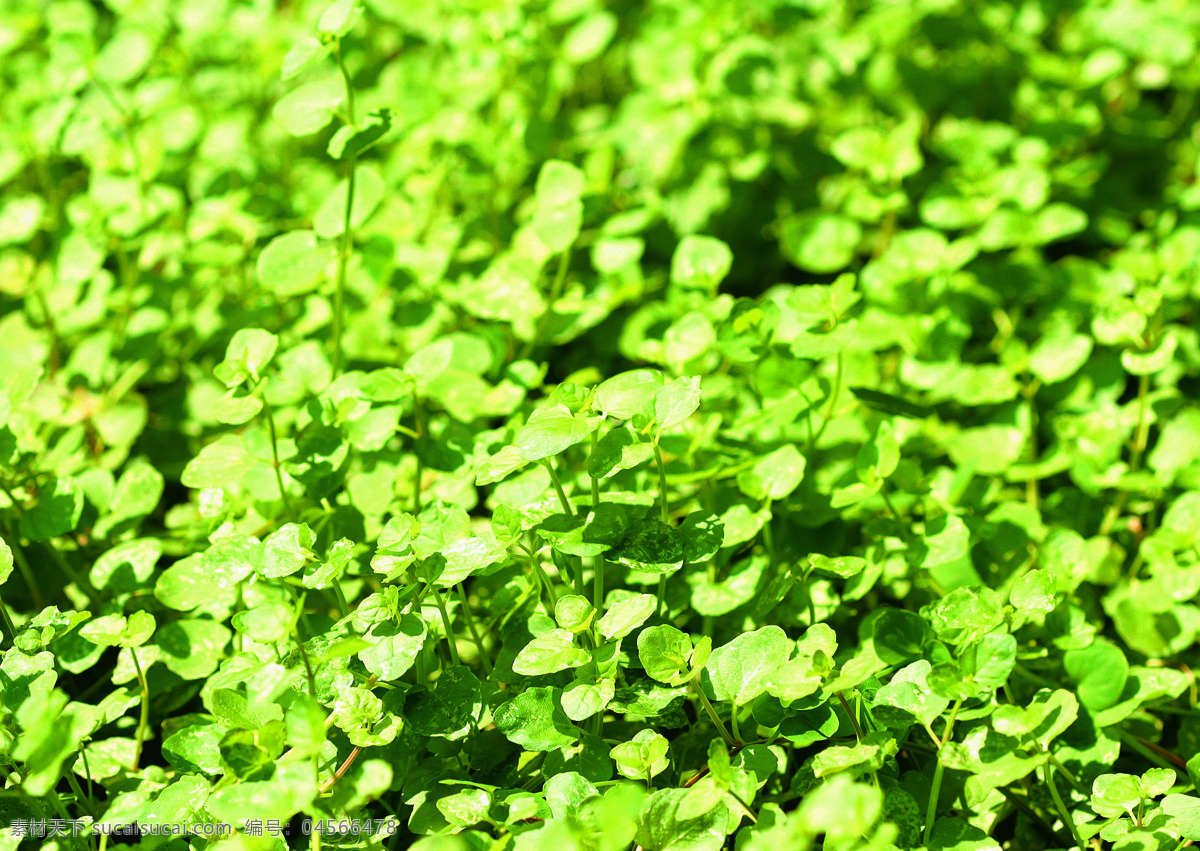 绿色中草药 中药 草药 中草药 医疗 保健 植物 草药主题 花草 生物世界